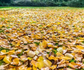 Stock Photo Leaves scattered all around