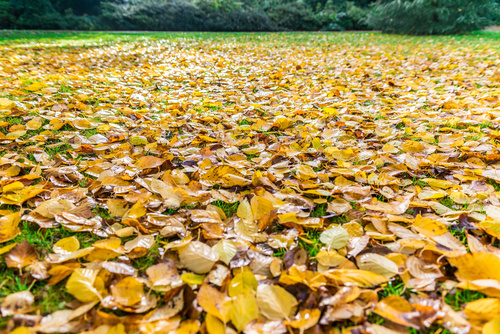 Stock Photo Leaves scattered all around