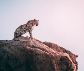 Stock Photo Leopard standing on the top of the mountain