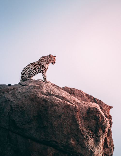 Stock Photo Leopard standing on the top of the mountain