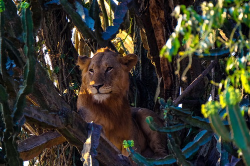 Stock Photo Lion resting on the tree