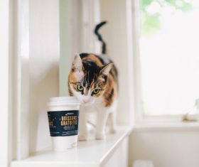 Stock Photo Little cat and coffee cup