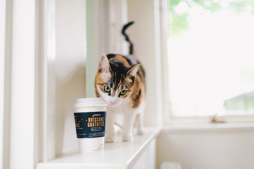 Stock Photo Little cat and coffee cup
