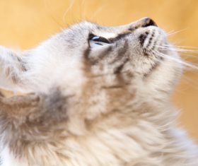 Stock Photo Little fluffy kitten 01
