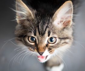 Stock Photo Little fluffy kitten 02