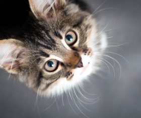 Stock Photo Little fluffy kitten 03