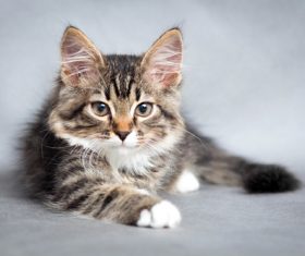 Stock Photo Little fluffy kitten 04