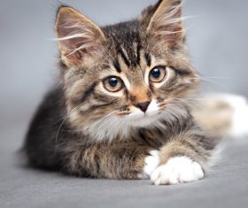 Stock Photo Little fluffy kitten 05