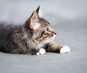 Stock Photo Little fluffy kitten 06