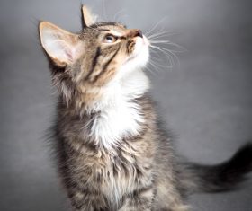 Stock Photo Little fluffy kitten 07