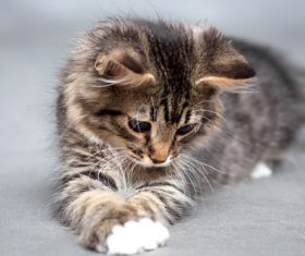 Stock Photo Little fluffy kitten 08