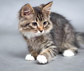 Stock Photo Little fluffy kitten 09