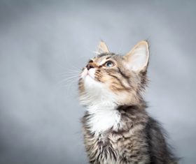 Stock Photo Little fluffy kitten 10
