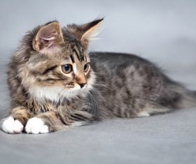 Stock Photo Little fluffy kitten 11