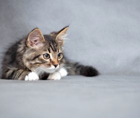 Stock Photo Little fluffy kitten 12