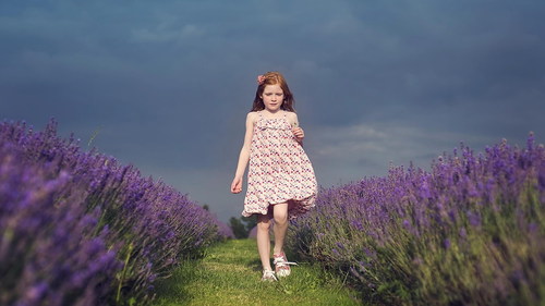 Stock Photo Little girl in lavender field