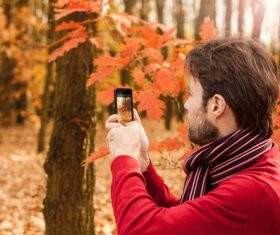 Stock Photo Man photographing maple leaf with mobile phone