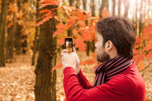 Stock Photo Man photographing maple leaf with mobile phone