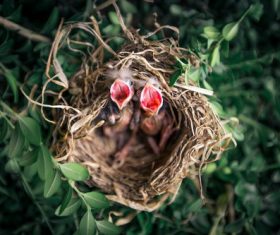 Stock Photo Nestlings waiting to be fed in a birds nest