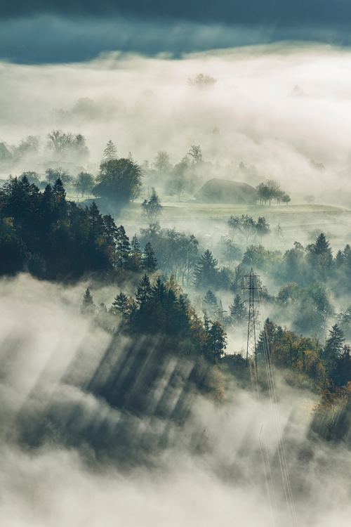 Stock Photo Photography of the woods in the dense fog on the hillside
