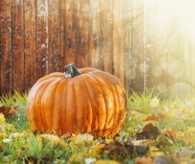 Stock Photo Pumpkin on the grass