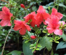 Stock Photo Red azalea after the rain