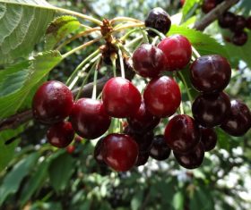 Stock Photo Red cherry on cherry tree