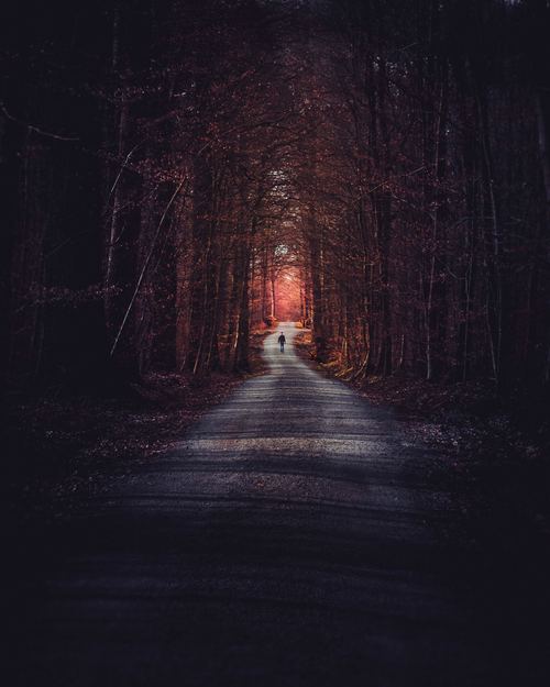 Stock Photo Small road scenery photography in the dusk woods