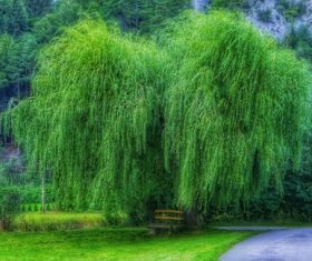 Stock Photo Spring park green willow