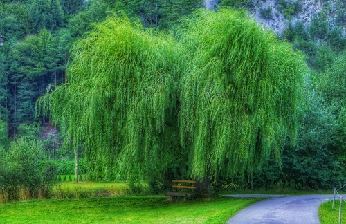 Stock Photo Spring park green willow