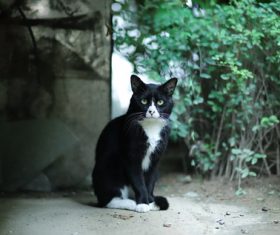 Stock Photo a black kitten
