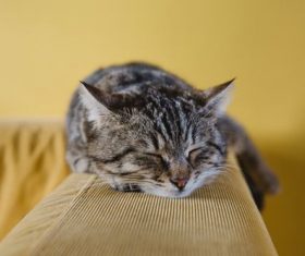 Stock Photo pet cat sleeping on the couch