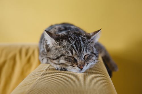 Stock Photo pet cat sleeping on the couch