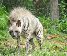 Striped hyena Stock Photo