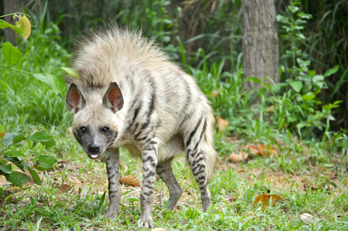 Striped hyena Stock Photo