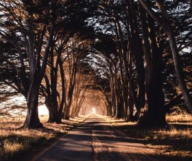 Suburban tunnel like road photography Stock Photo
