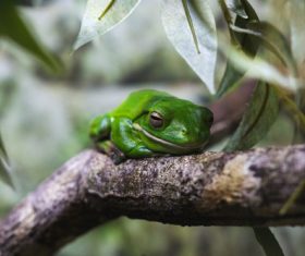 Tree frog Stock Photo
