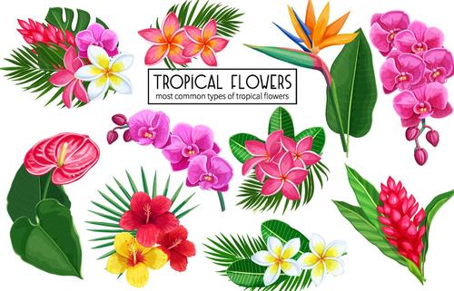Tropical flower illustration vector material