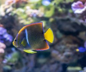 Blue striped tropical fish Stock Photo free download