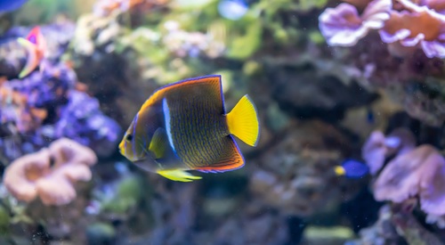 Tropical ornamental fish Stock Photo