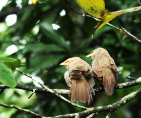 Two brown bird on branch Stock Photo
