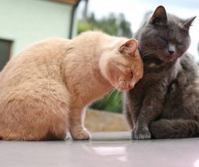 Two cats of different colors Stock Photo