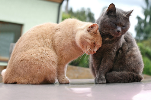 Two cats of different colors Stock Photo