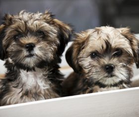 Two cute puppies Stock Photo