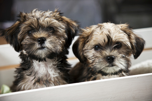 Two cute puppies Stock Photo