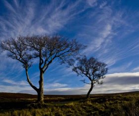 Two dead trees on the prairie Stock Photo