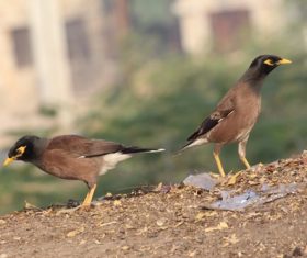 Two grey birds Stock Photo