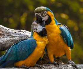 Two intimate parrots Stock Photo