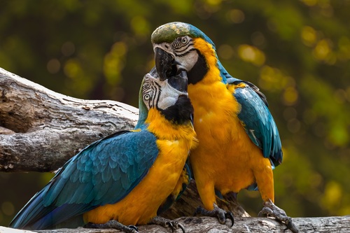 Two intimate parrots Stock Photo