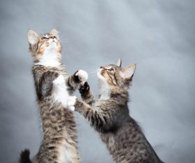 Two kittens standing up Stock Photo